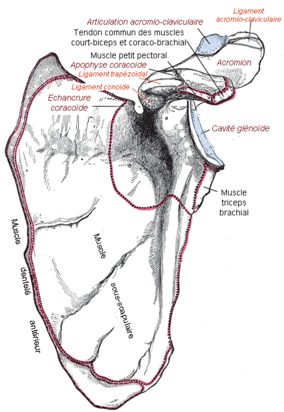 Face antérieure de la scapula.png