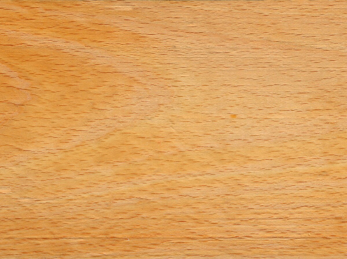 Hêtre.