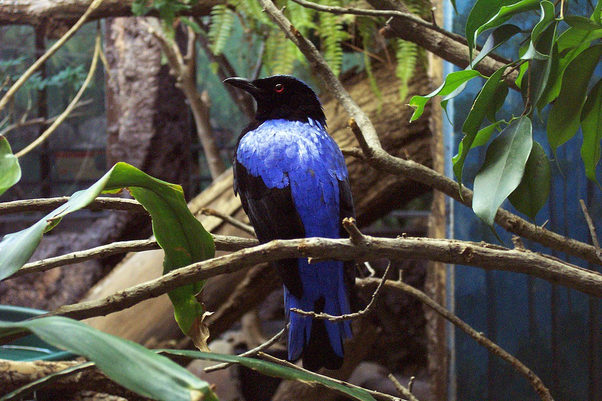 Fairy bluebird.jpg