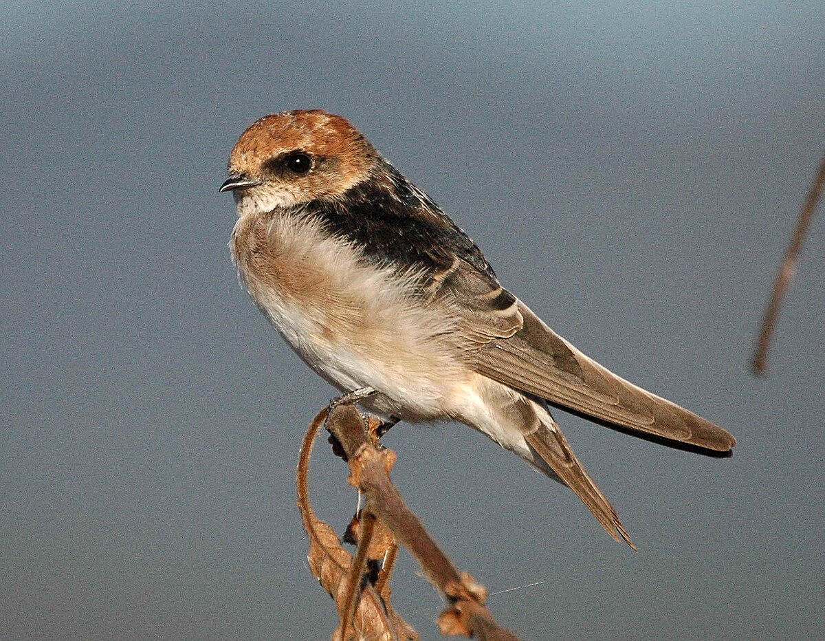 Hirondelle ariel