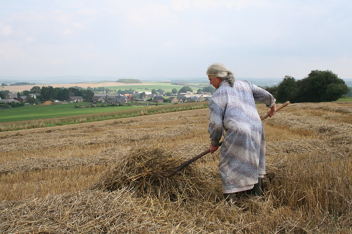 Agricultrice procédant au séchage de la paille.