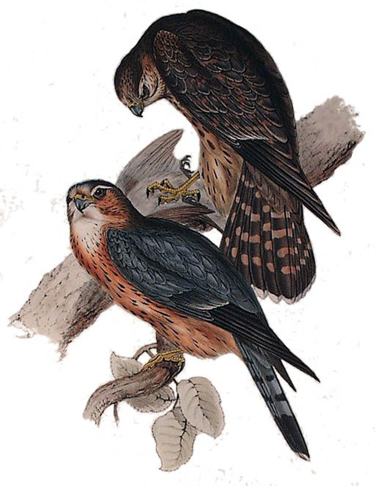 Falco (genre)