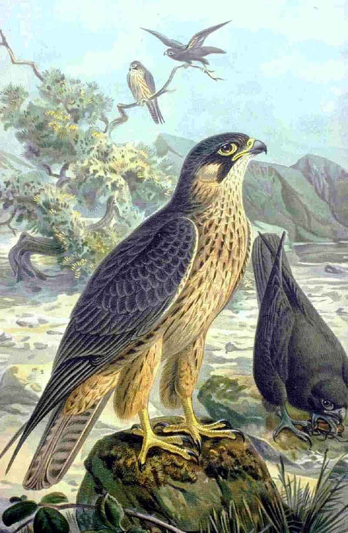 Falconinae