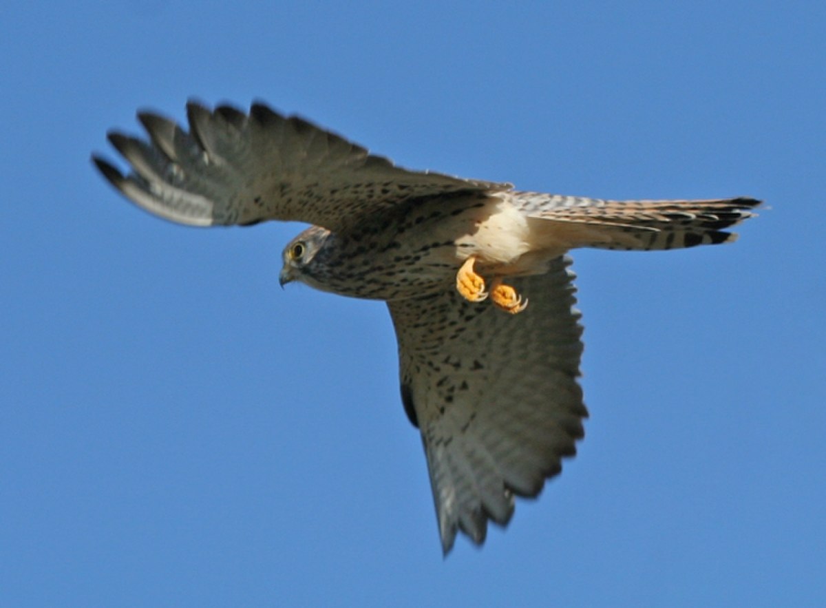 Falco naumanni.jpg