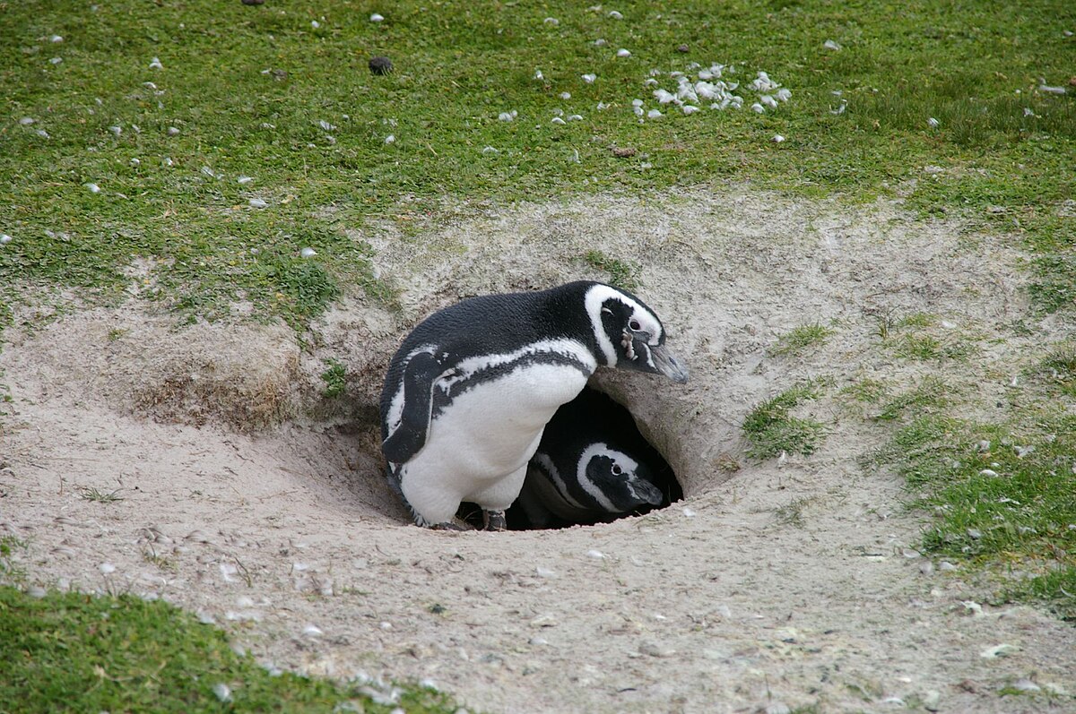Falkland Islands Magellanic Penguins 01.jpg