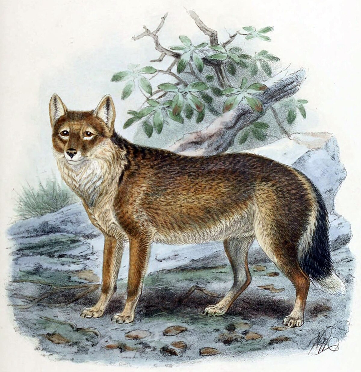 Loup des Falkland