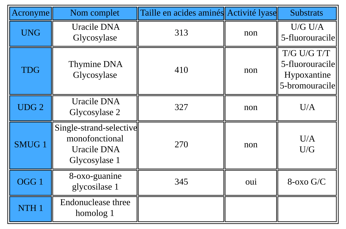Thymine DNA glycosylase