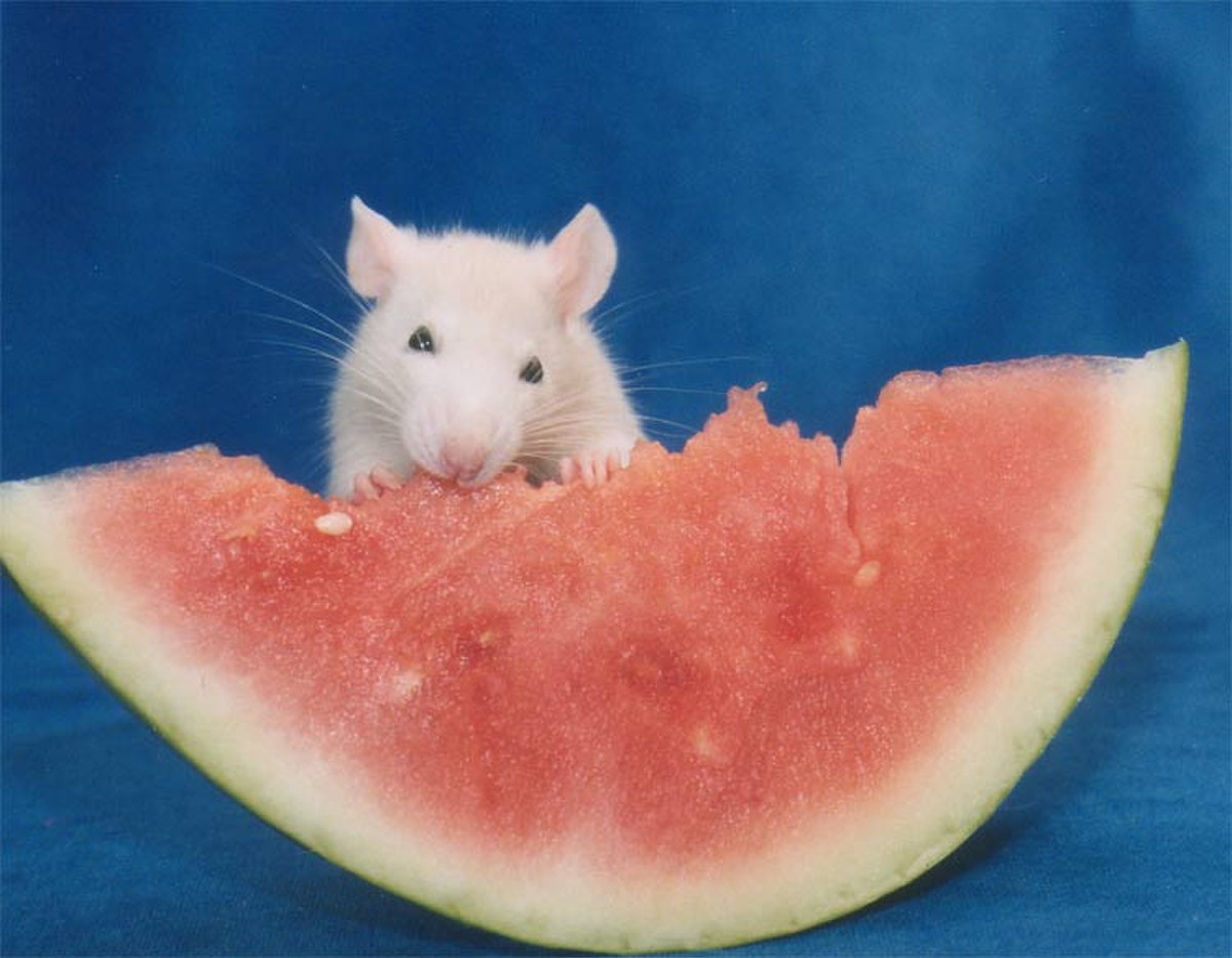 Fancyrat1.jpg