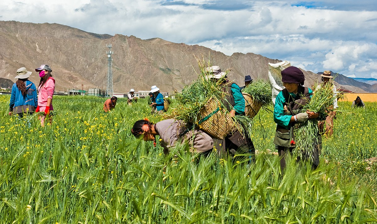 Agriculture en Chine