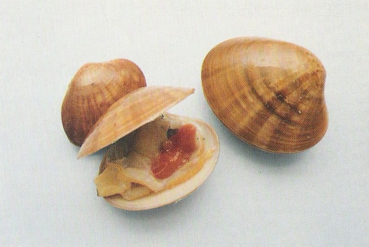 Callista chione