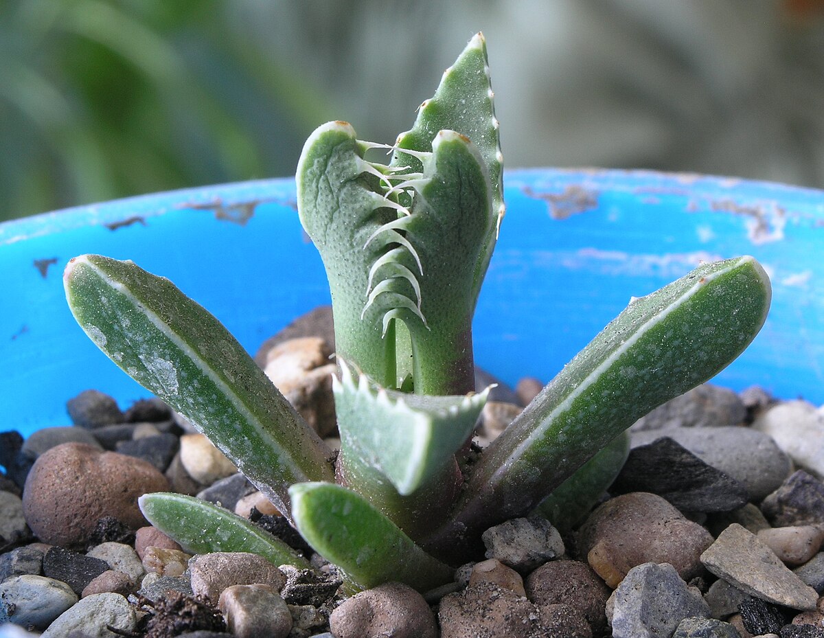 Faucaria