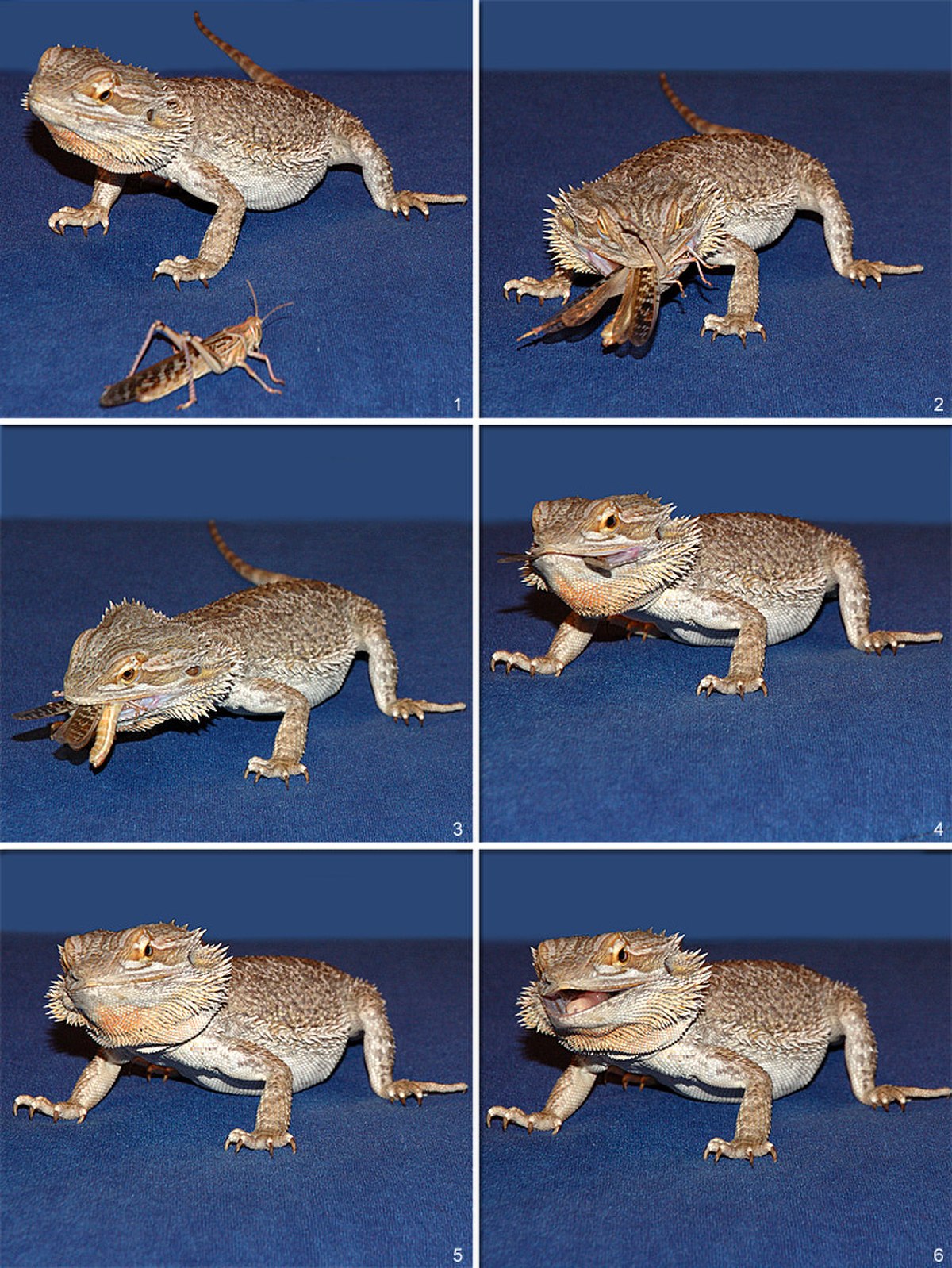 Insectivore
