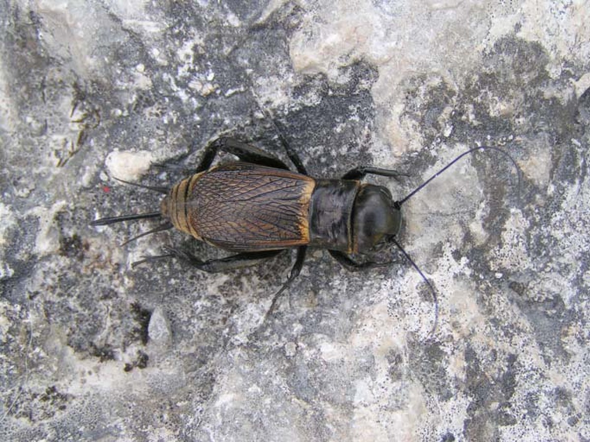 Gryllus campestris