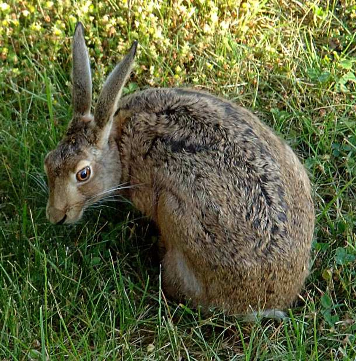 Leporidae
