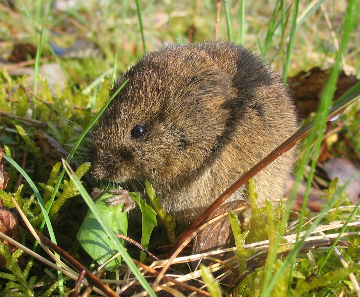 Microtus