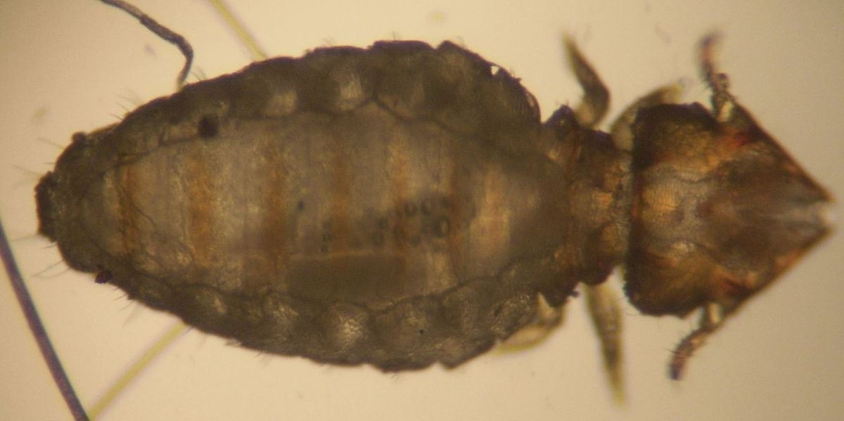 Psocodea (classification phylogénétique)