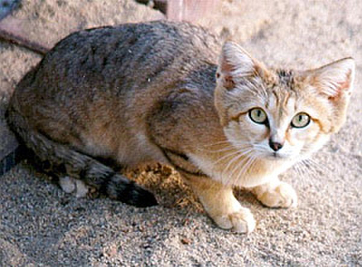 Chat des sables