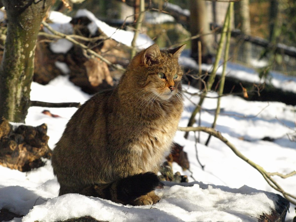 Felis silvestris