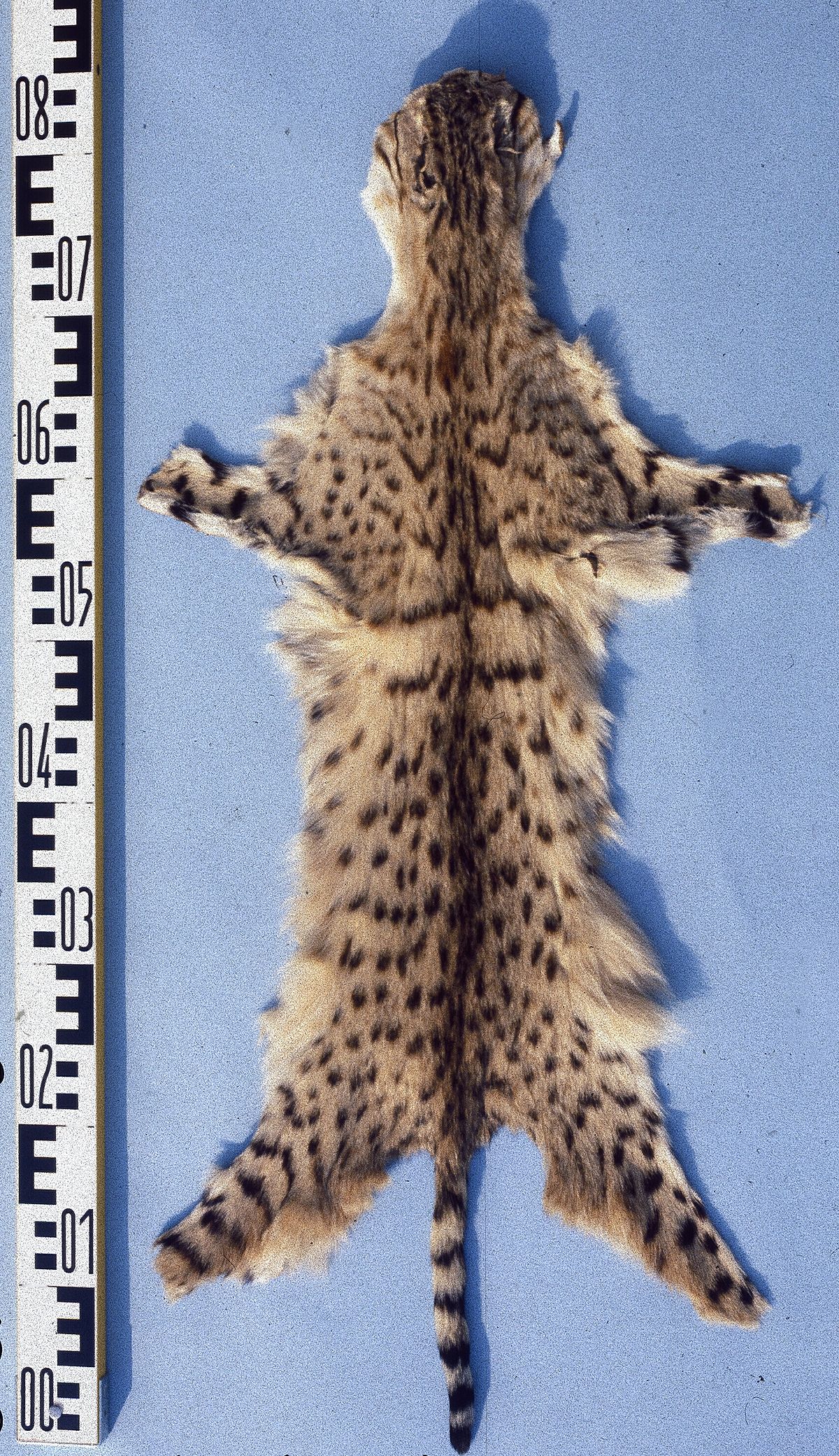 Chat orné