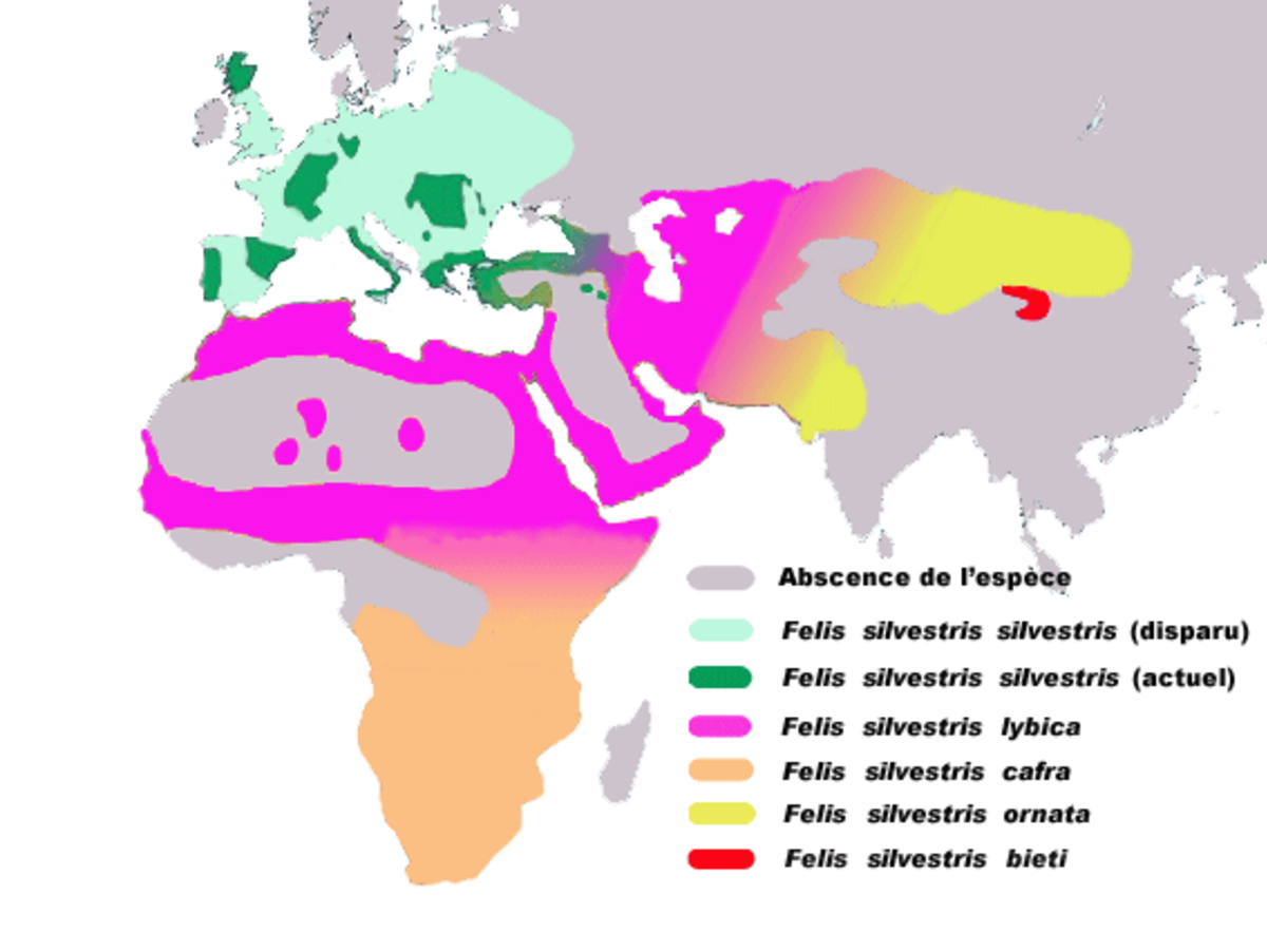 Sous-espèces selon une étude de 2007[1]