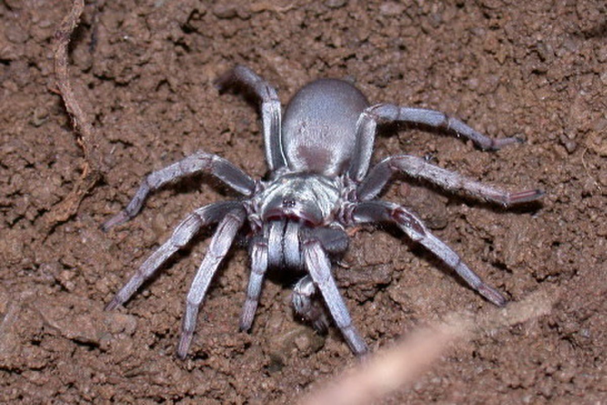 Nemesiidae
