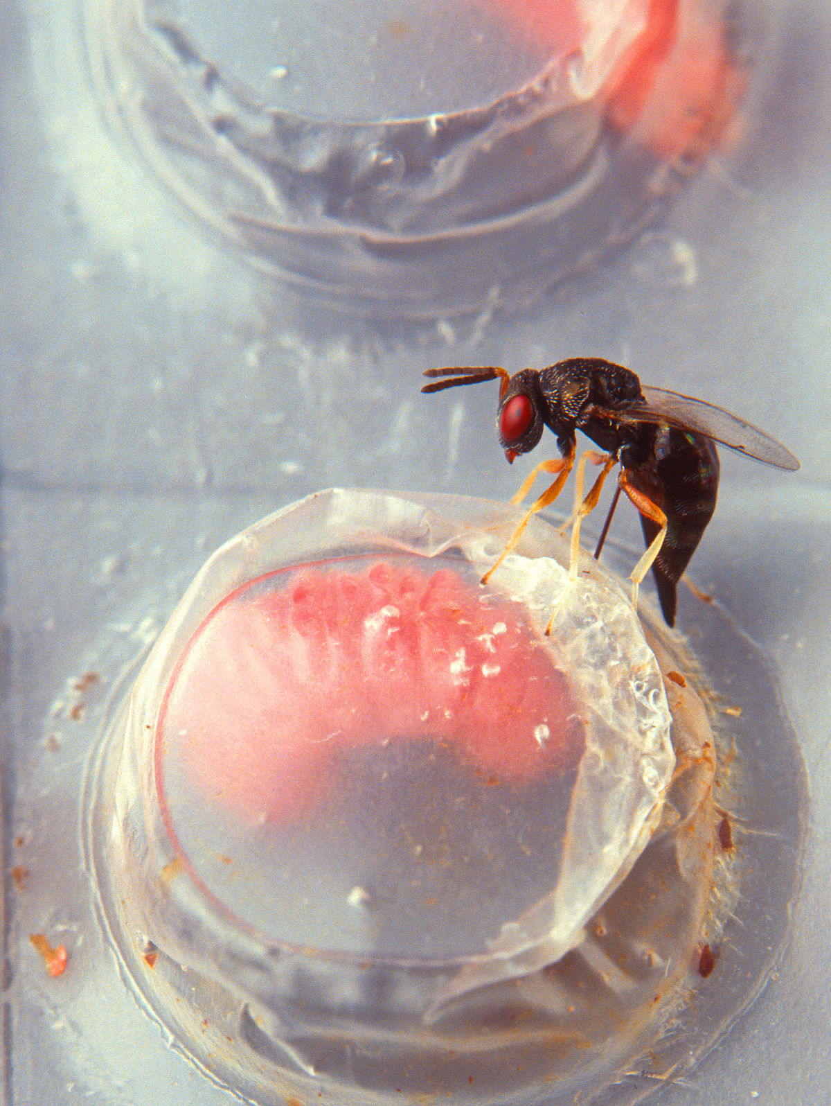 Pteromalidae