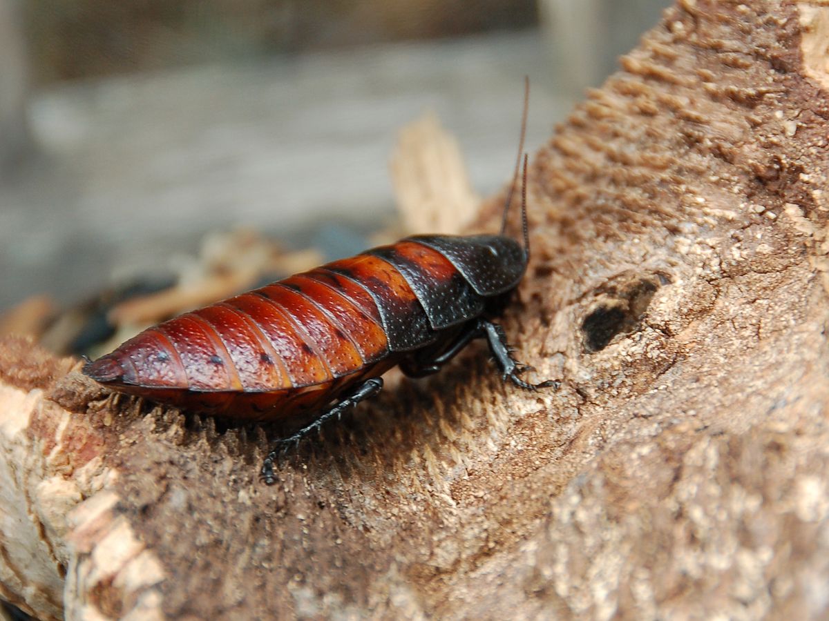 Blatte de Madagascar