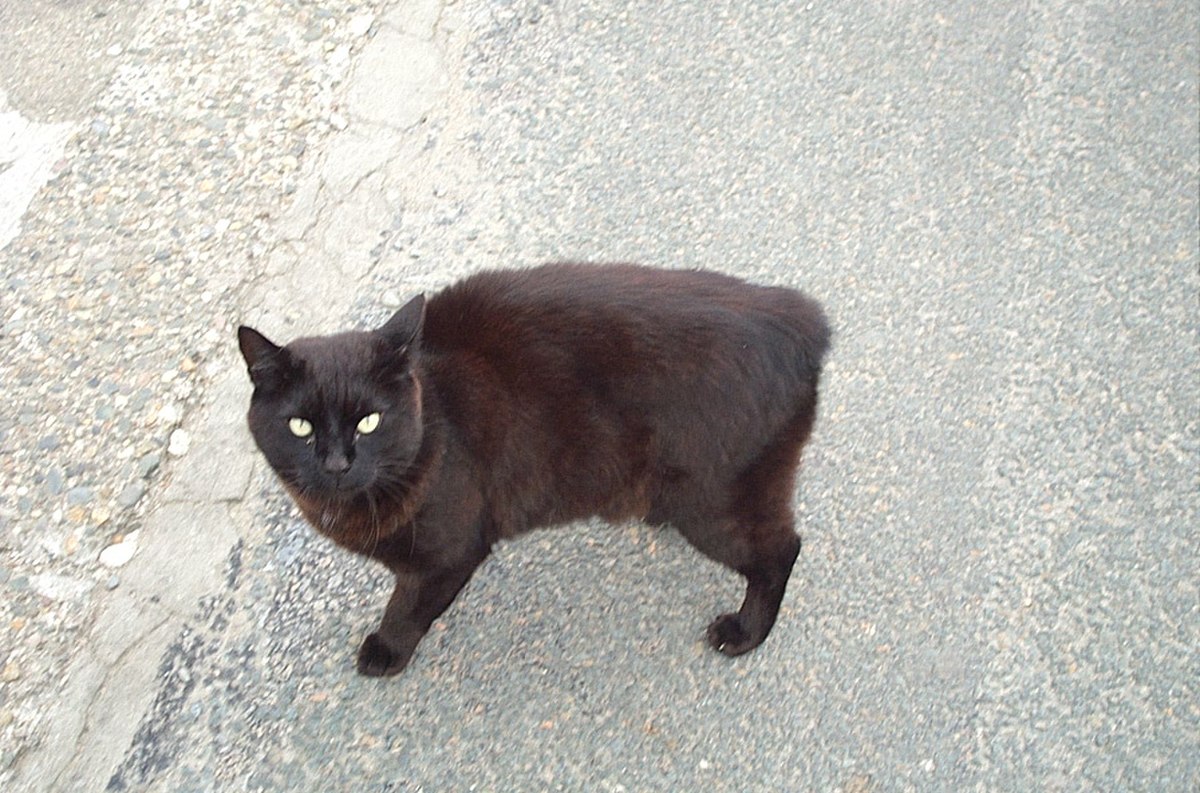 Manx (chat)