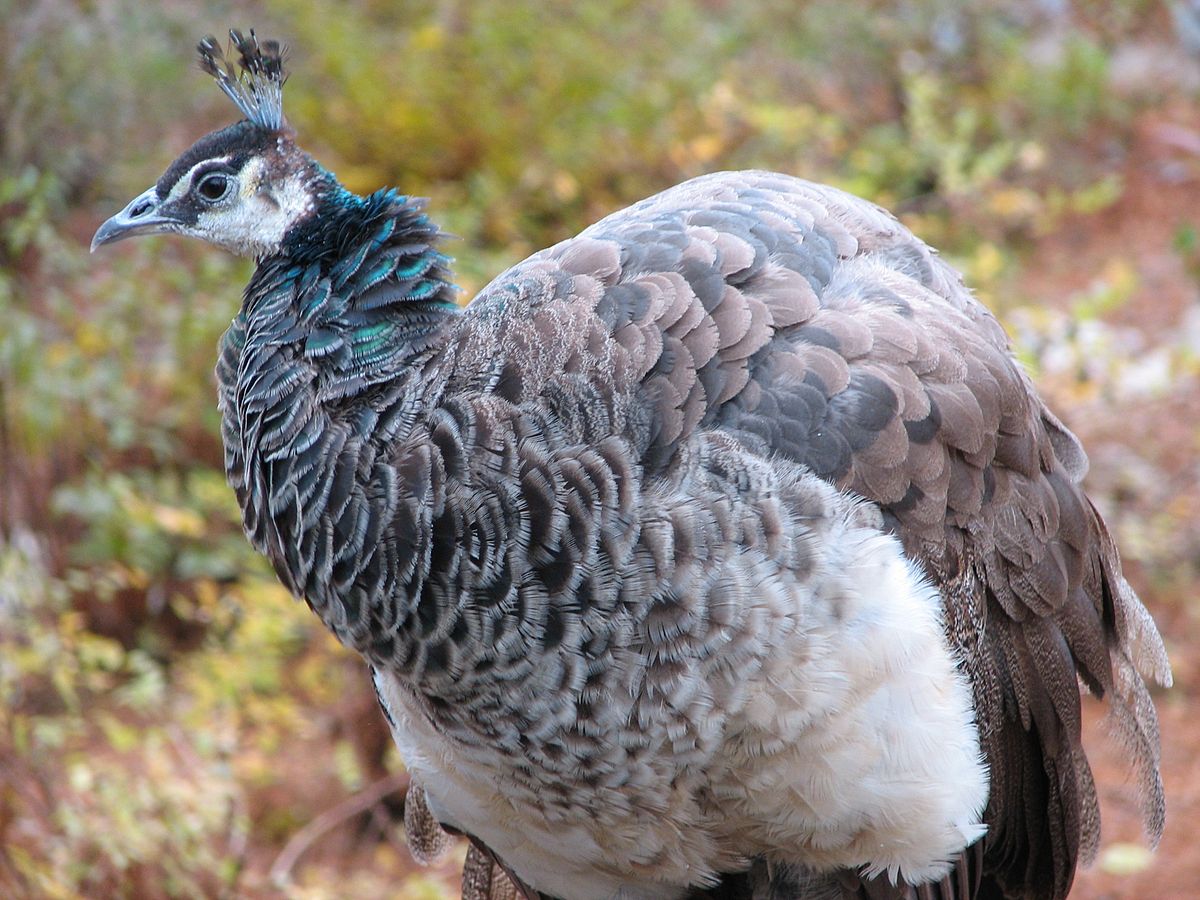 FemalePeacock 001.jpg