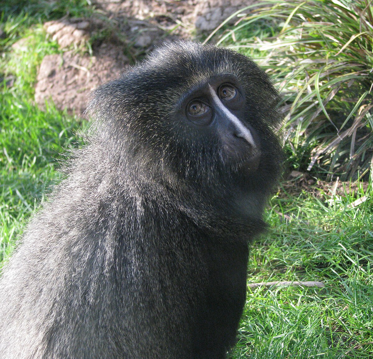 Cercopithecus hamlyni