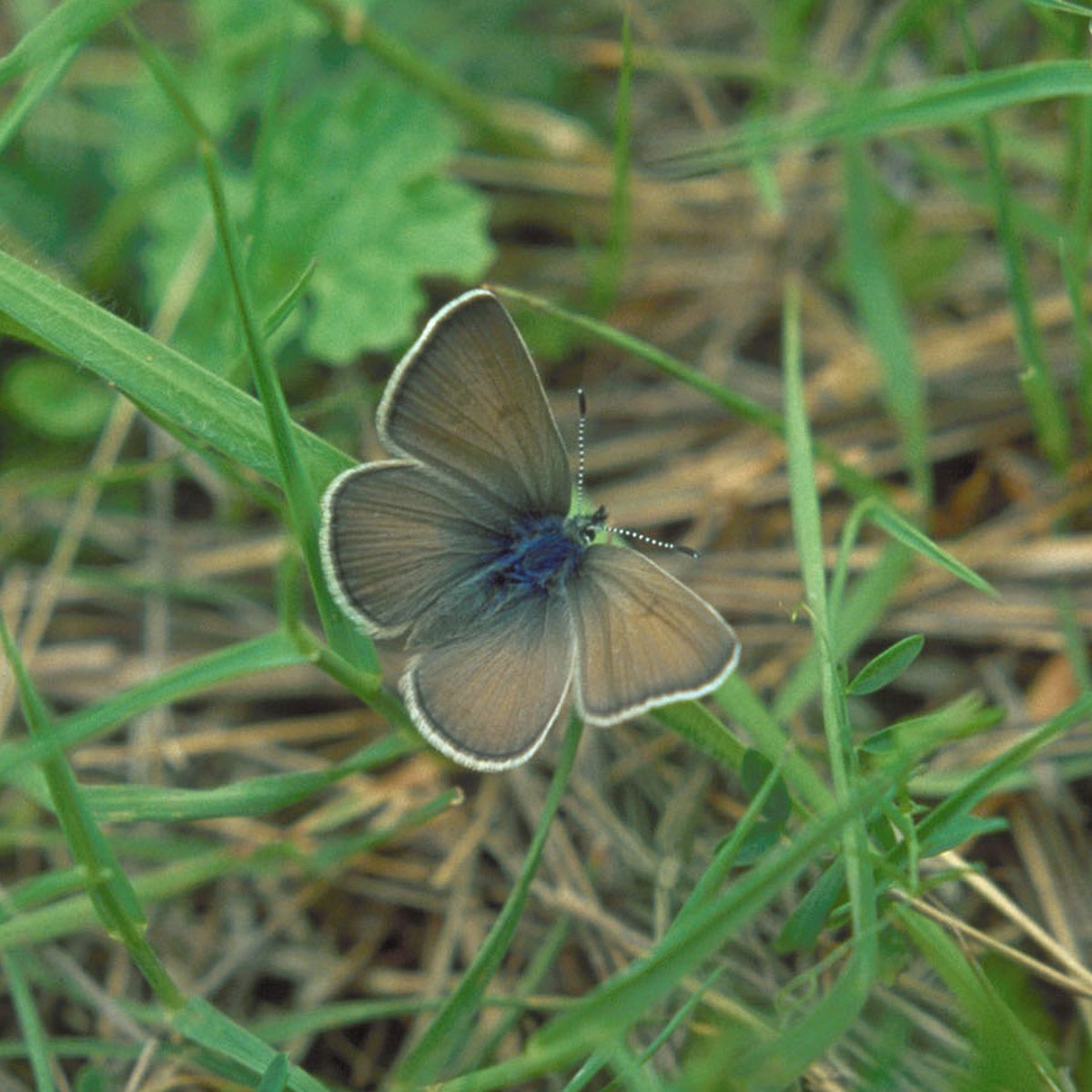 Icaricia