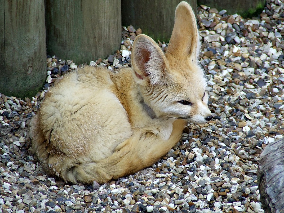 Renard