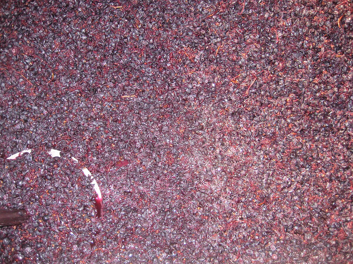 Fermentation alcoolique