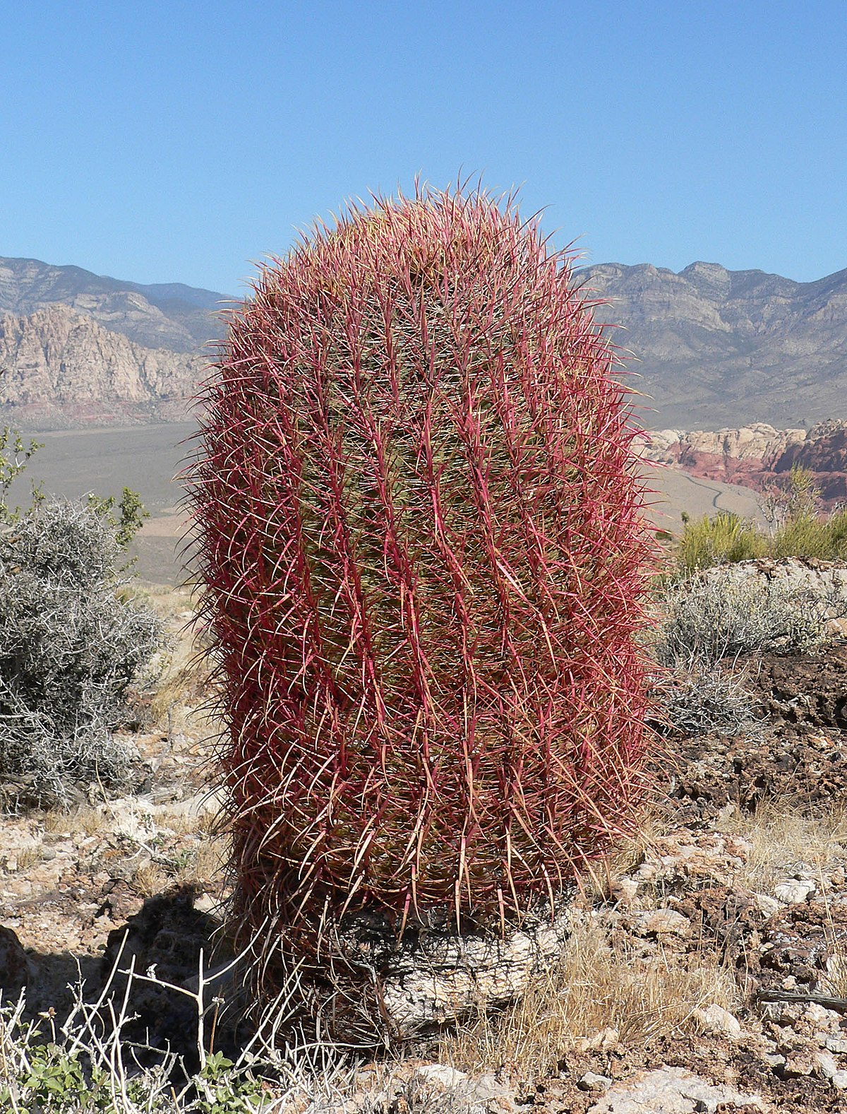 Ferocactus cylindraceus
