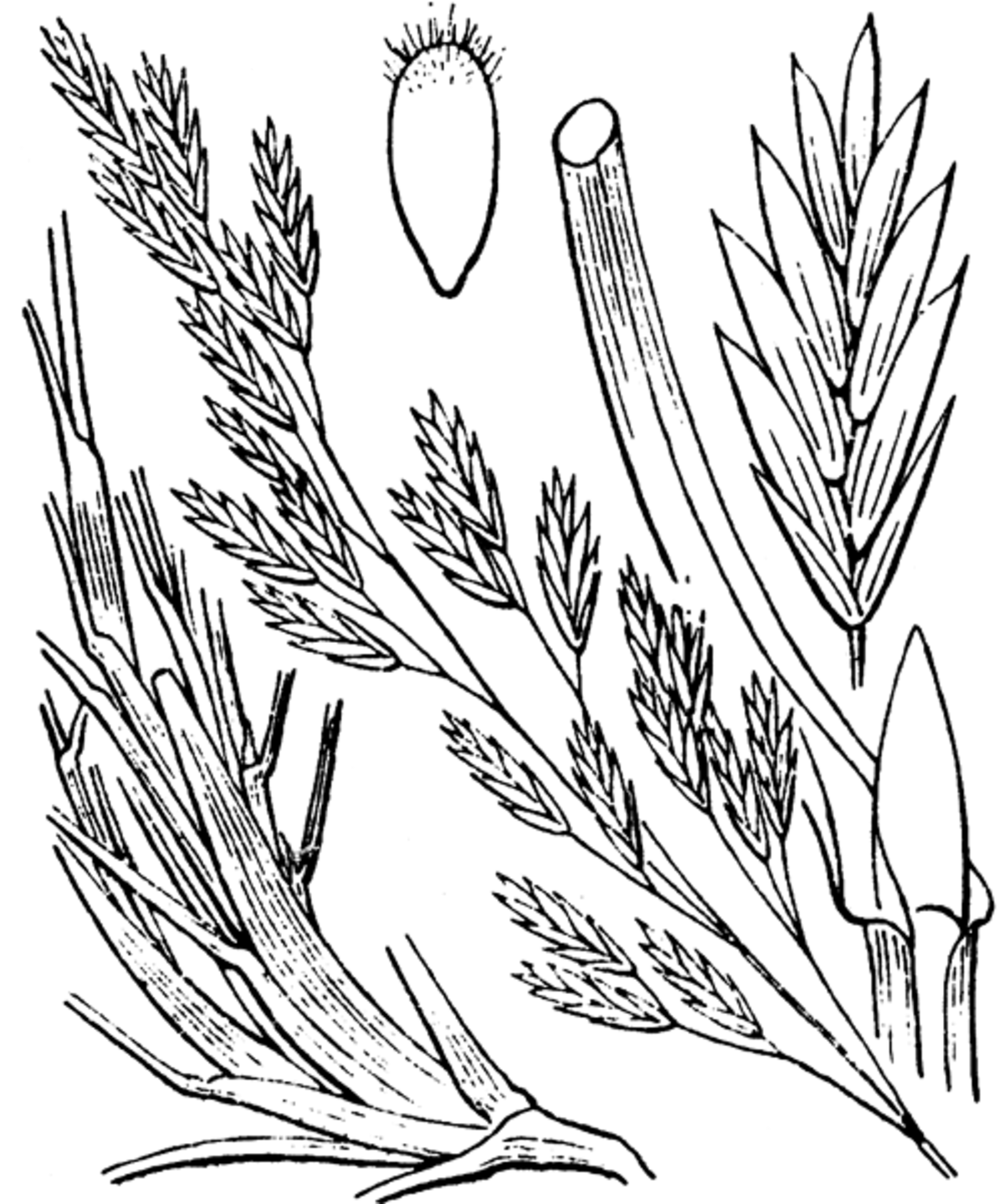 Festuca eskia