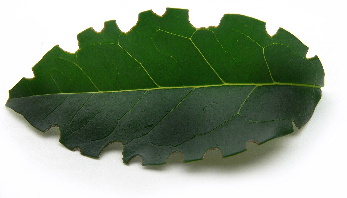 Feuilles de troène découpée par une abeille mégachile