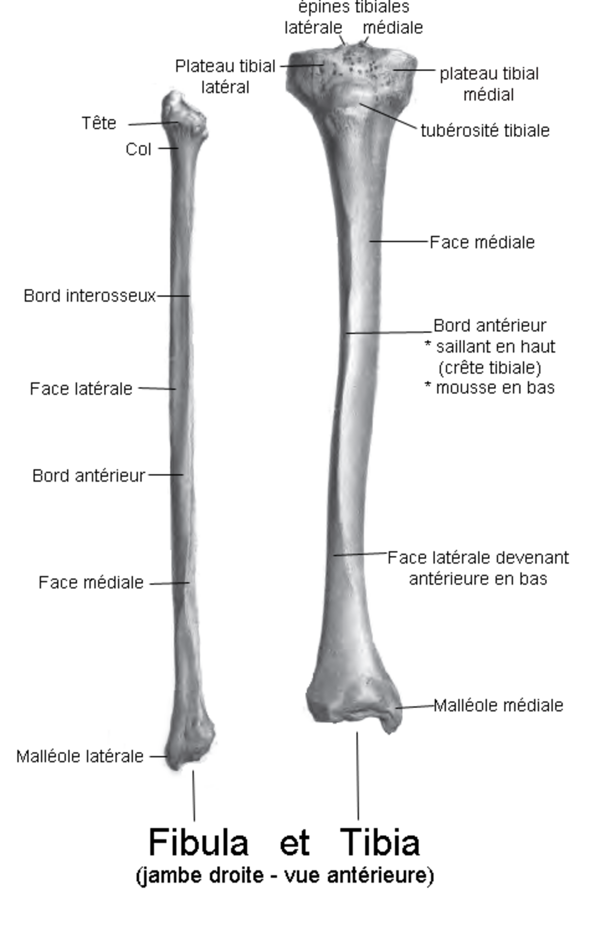 Tibia (os)