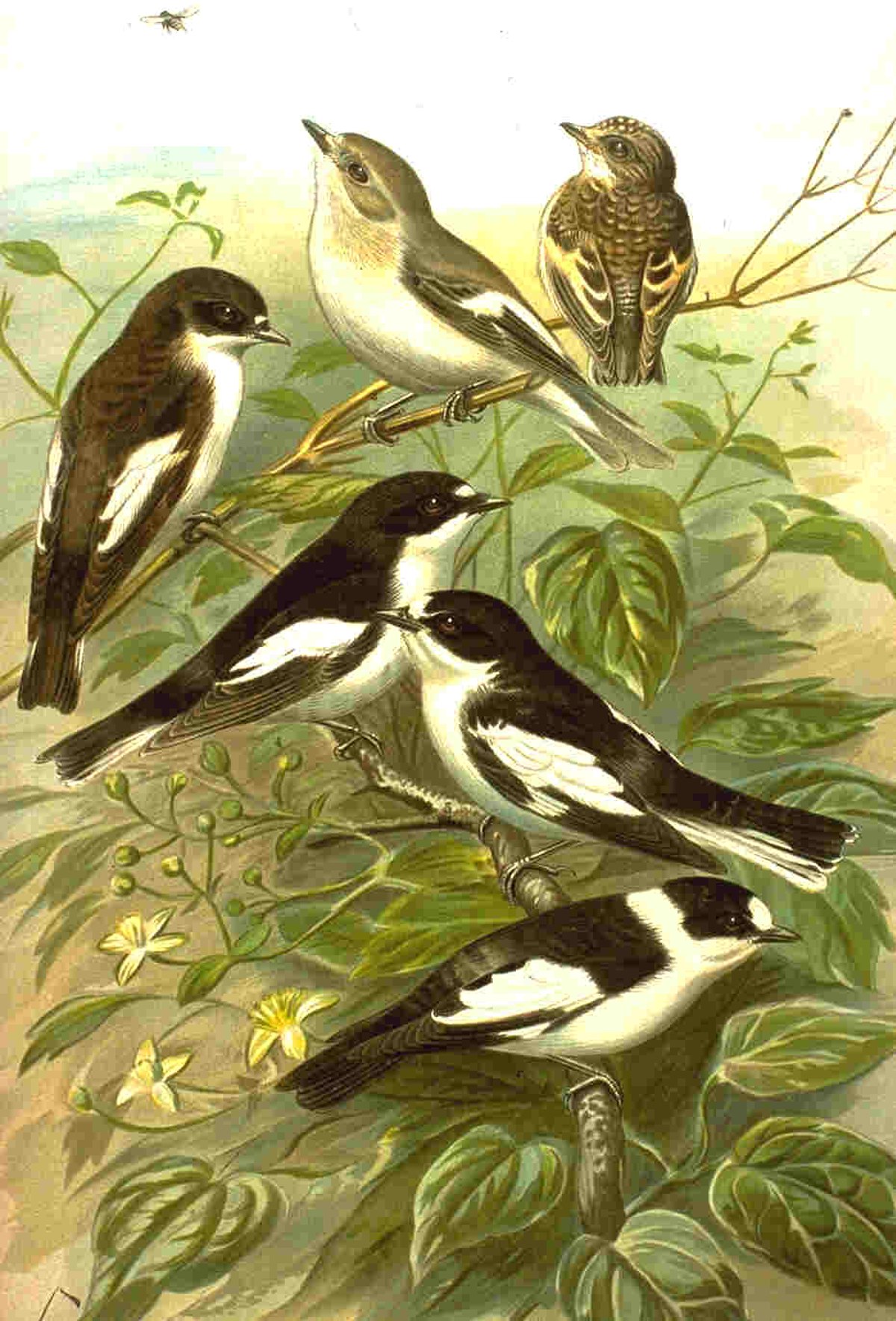 Ficedula