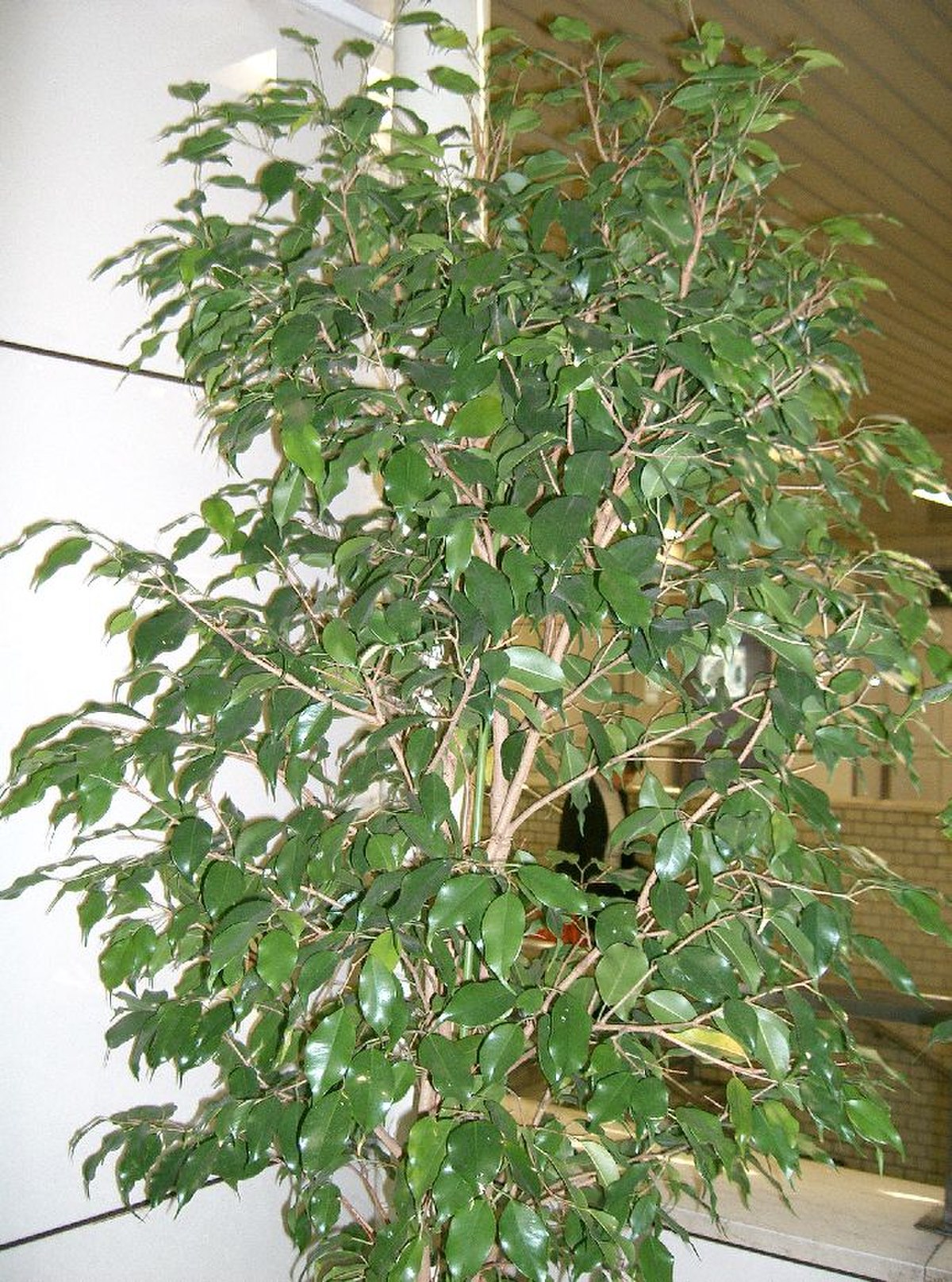 Ficus benjamina d'intérieur.