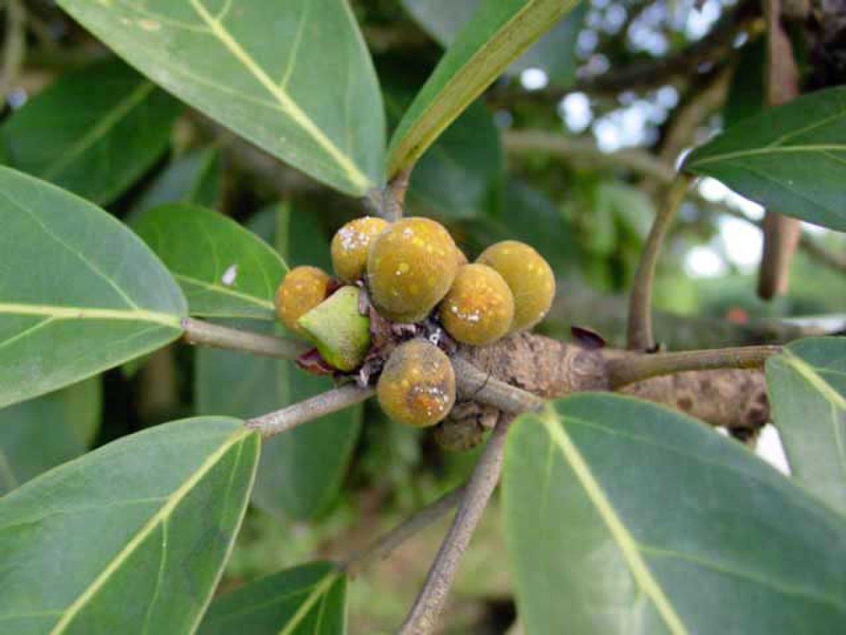 Ficus lutea