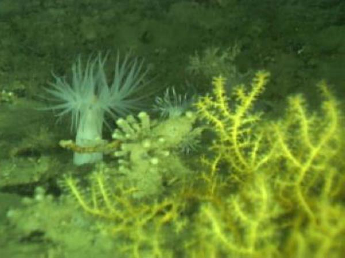 Fieldsofwhiteanemones.jpg