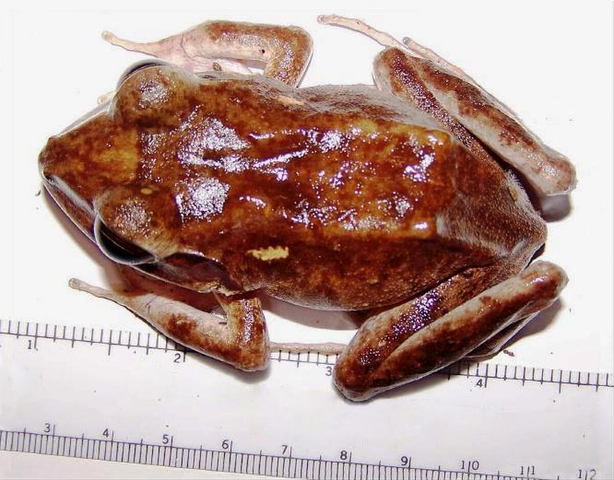 Platymantis vitianus