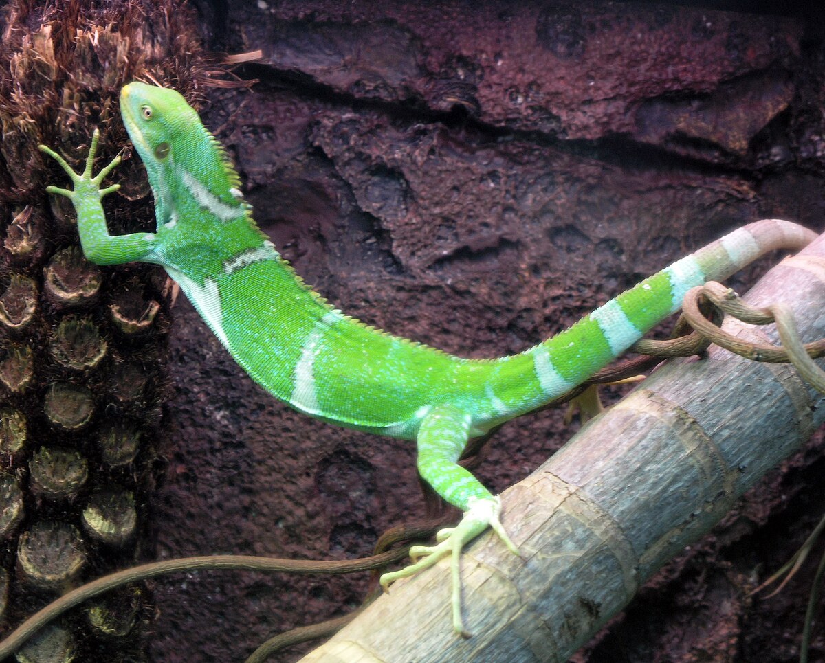 Brachylophus vitiensis