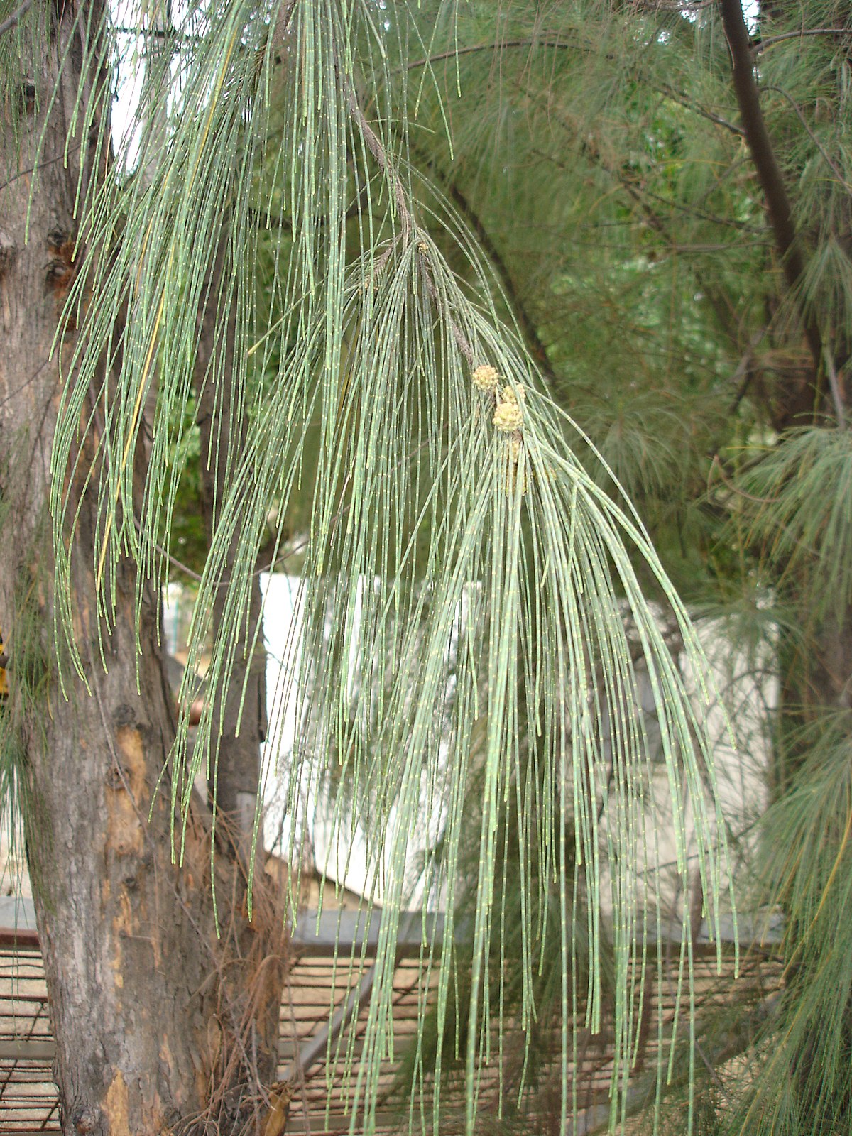 Casuarinaceae