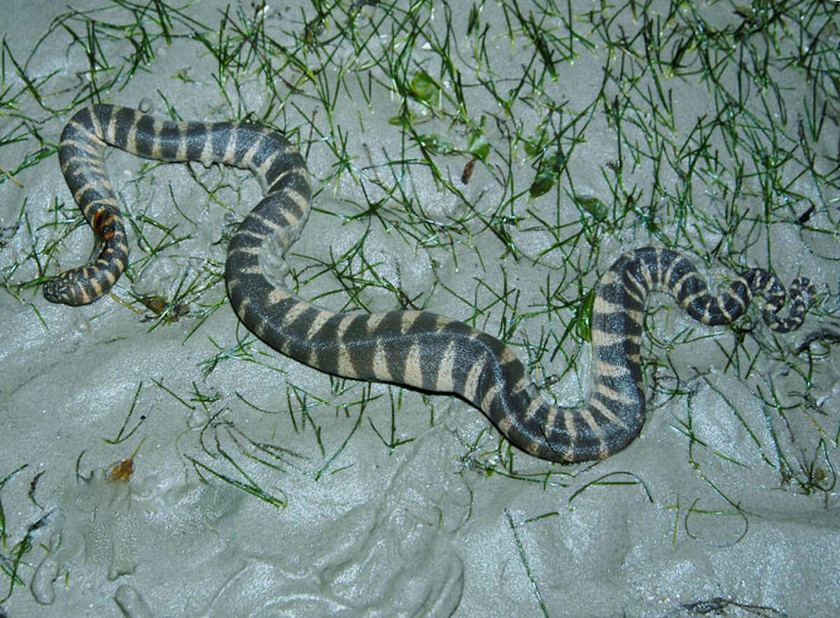 Acrochordus granulatus