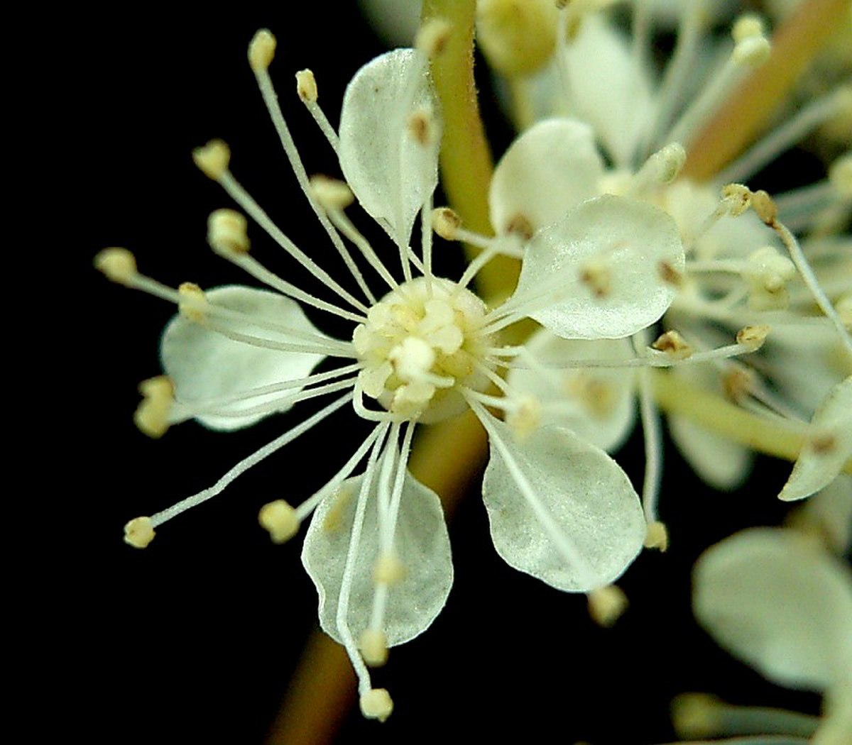 détail de la fleur