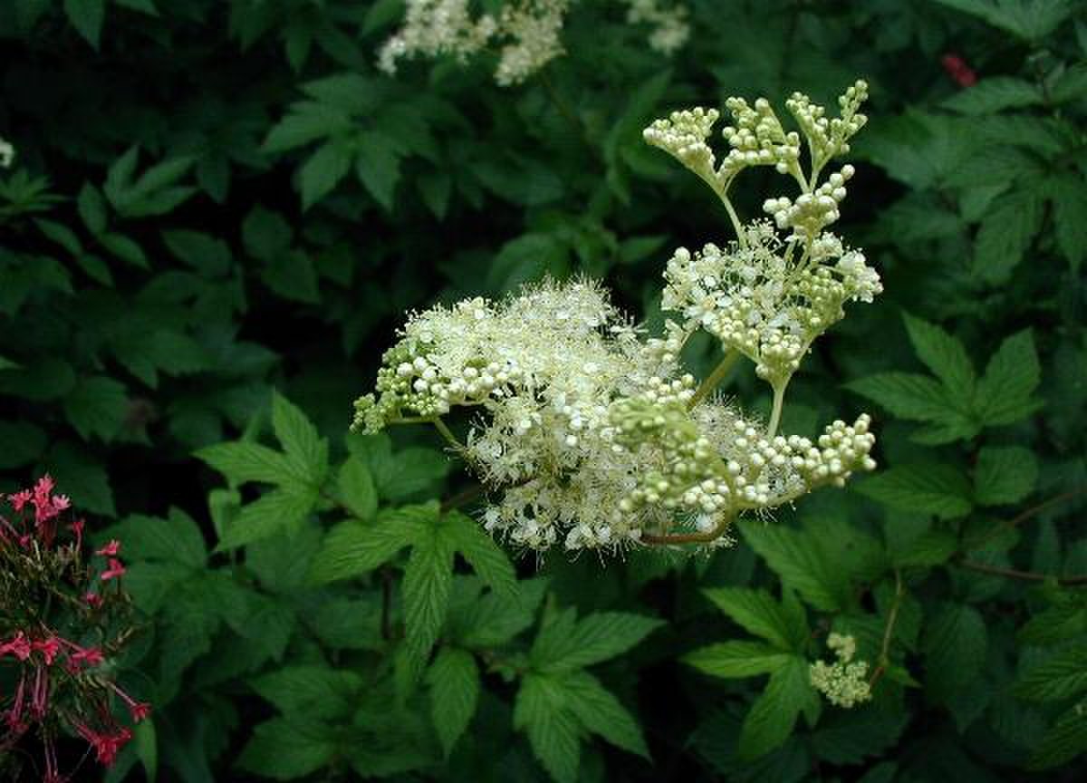 Fleurs