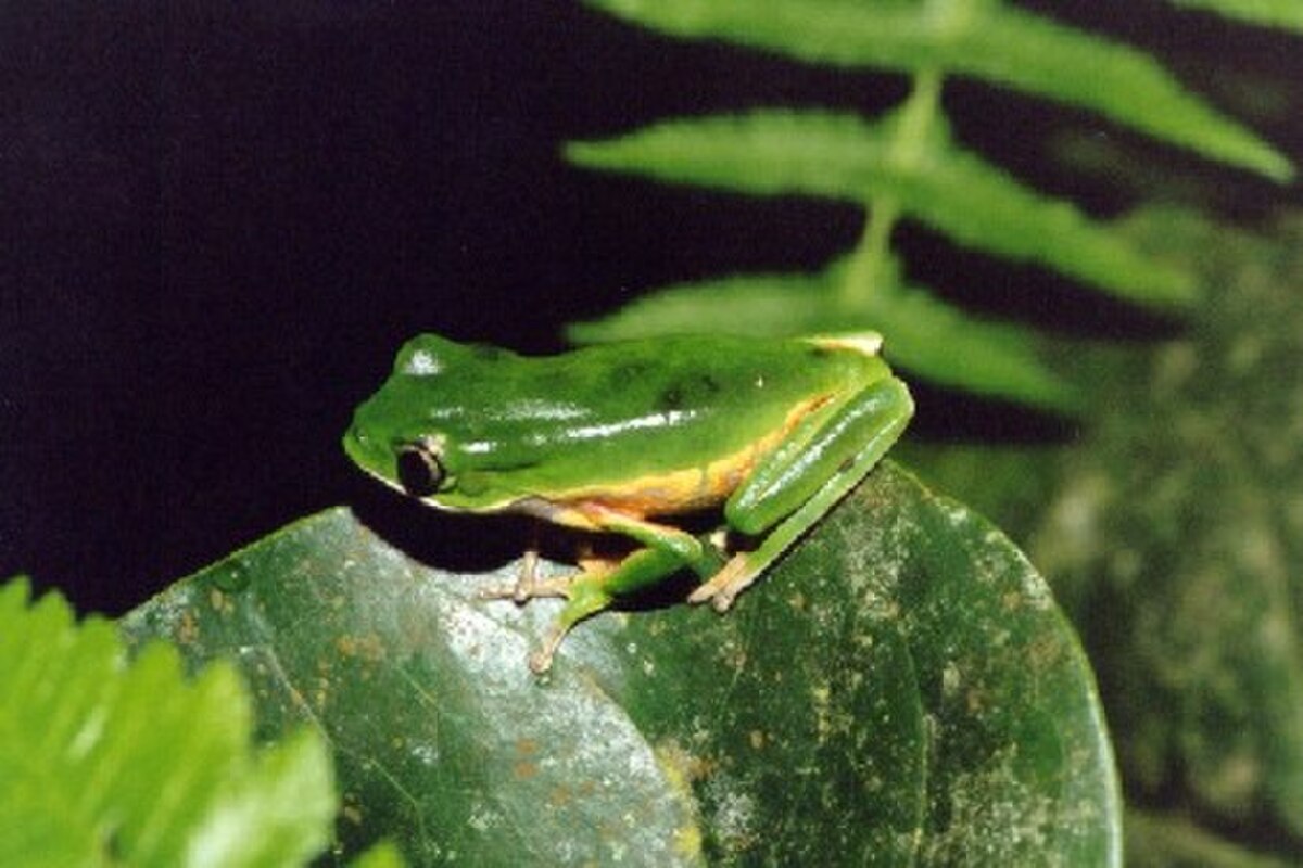 Phyllomedusa distincta