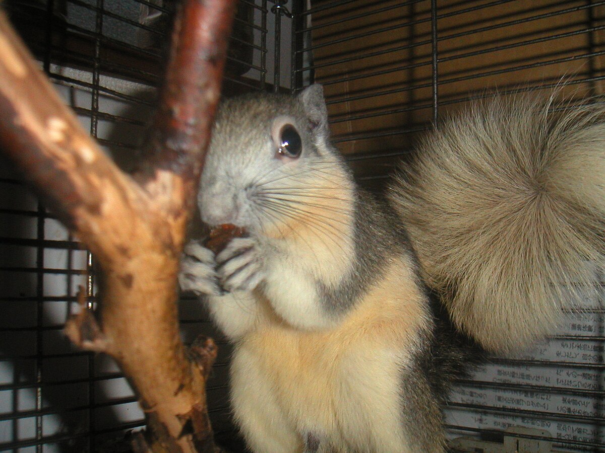 Callosciurus finlaysonii