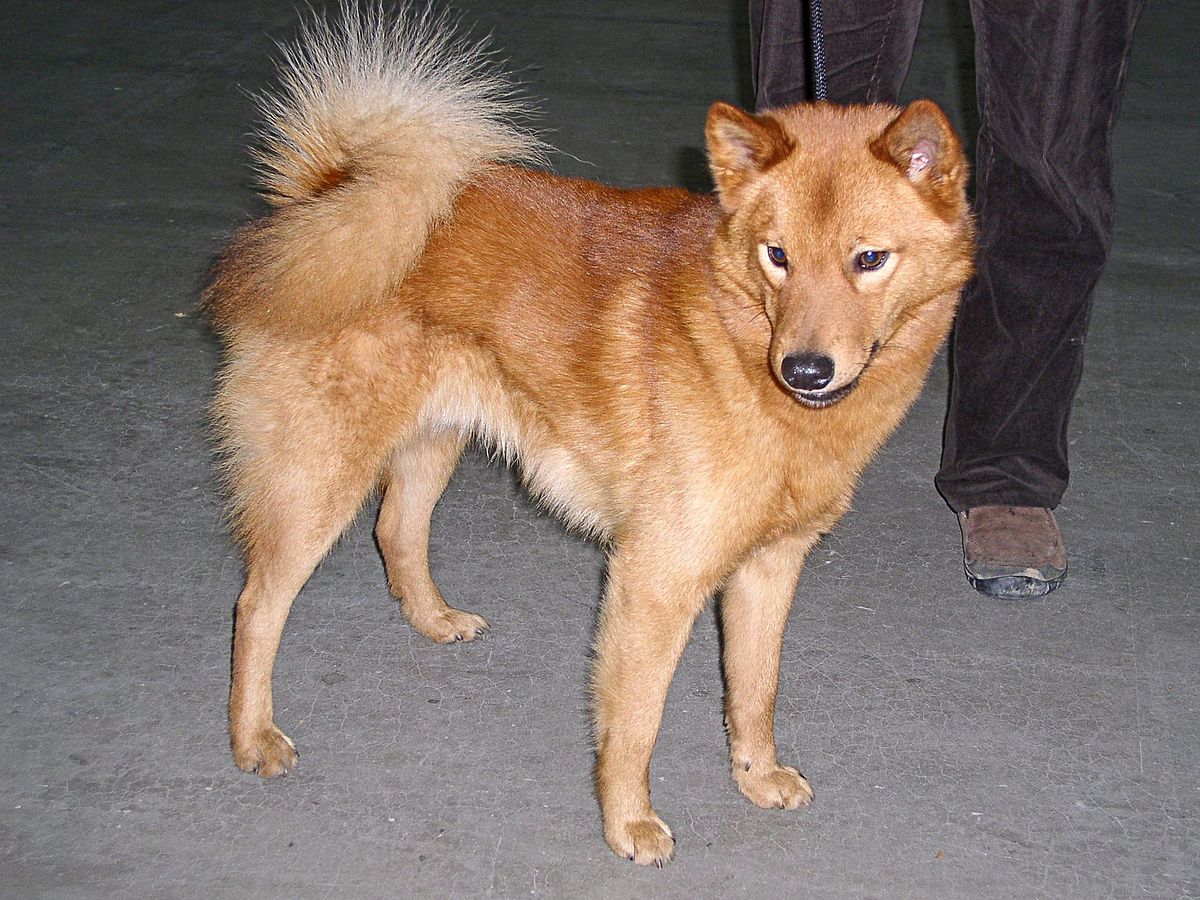 Spitz finlandais